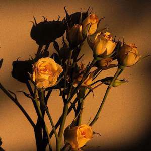 慈祥胡子胖老头(7)
